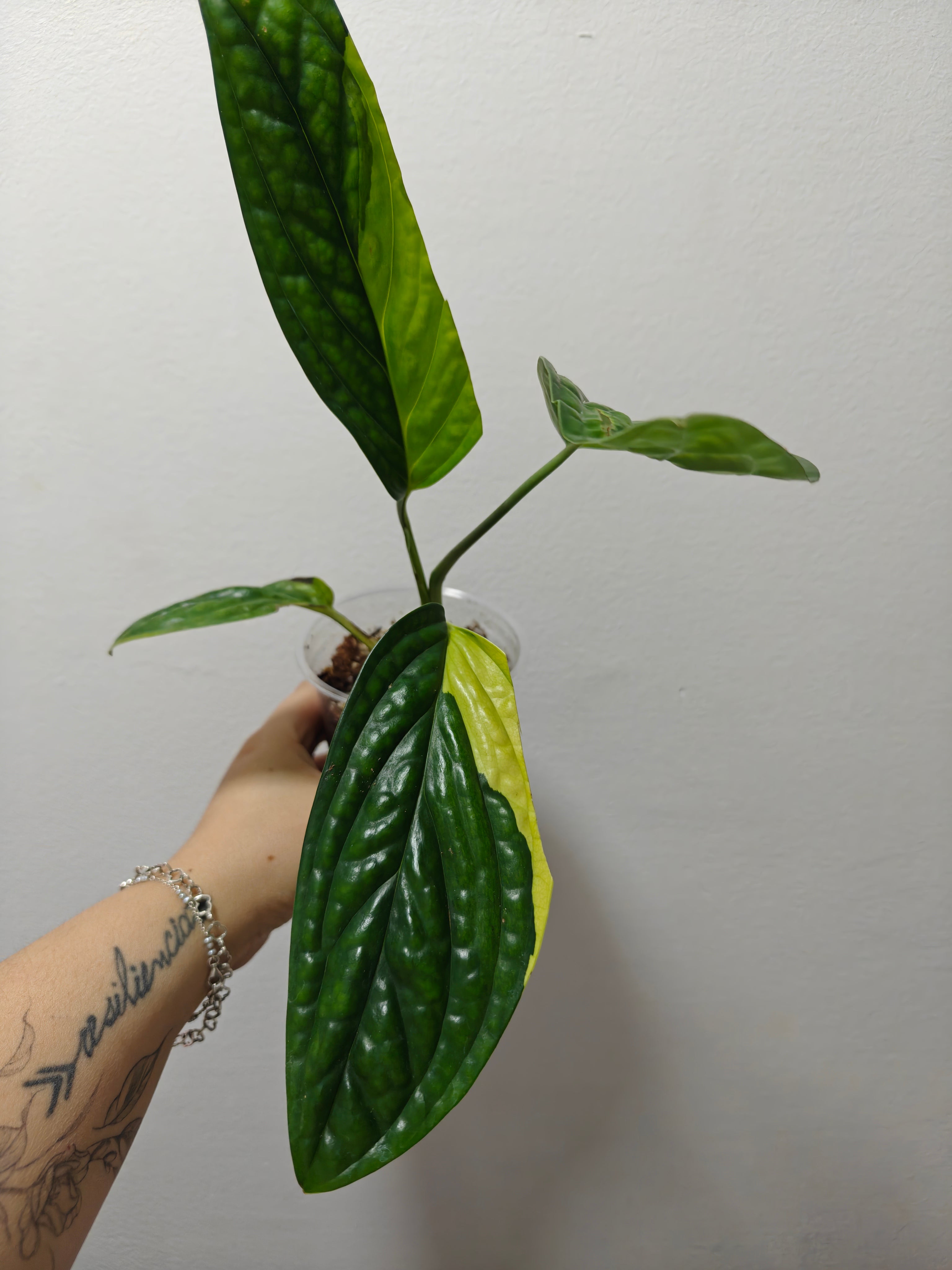 Monstera karstenianum Variegada (Monstera Perú Variegada)